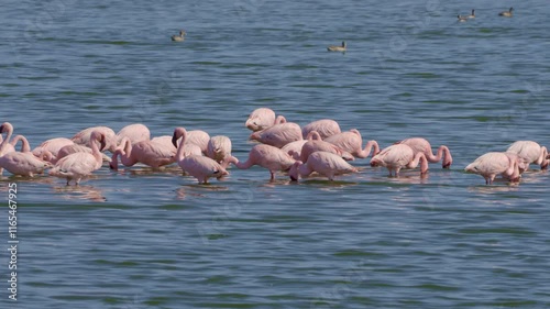 Lesser Flamingo (Phoeniconaias minor) in a bird Sanctuary, Walvis Bay Namibia