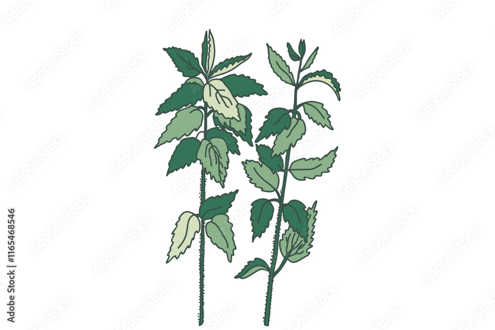 Fototapeta premium Hand drawn botanical plants and flowers isolated on white background. Drawing floral bouquet vector illustration. Trendy graphic design for wedding invitation greeting card poster flyer event product