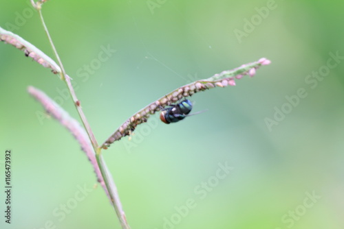 small insects looking for food photo