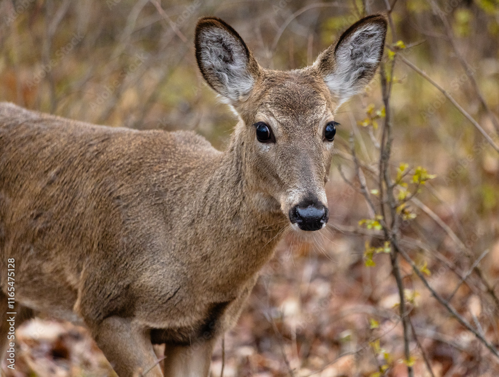 close up of a young white-tailed deer in the forest close up of a young white-tailed deer in the forest