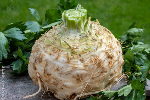 Celery root - celeriac, source of vitamins, fresh healthy vegetable, wedge photo