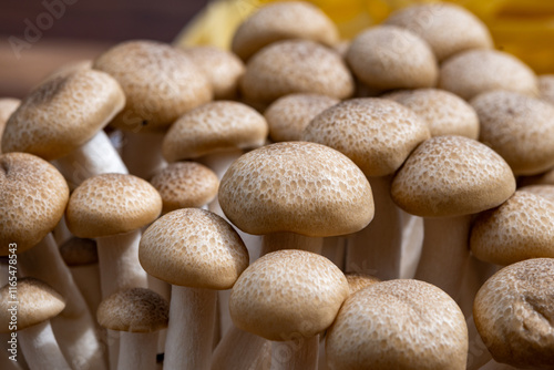 Brown shimeji edible mushrooms native to East Asia, buna-shimeji is widely cultivated and rich in umami tasting compounds photo