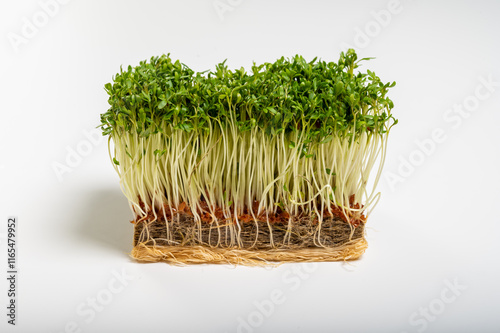 Healthy food, young sprouts plants of green cress grass salad herb ready for consumption