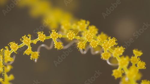 Freshwater microalgae belonging to desmid group, Cosmarium turgidum or also known as Actinotaenium turgidum. Focus stacking image photo