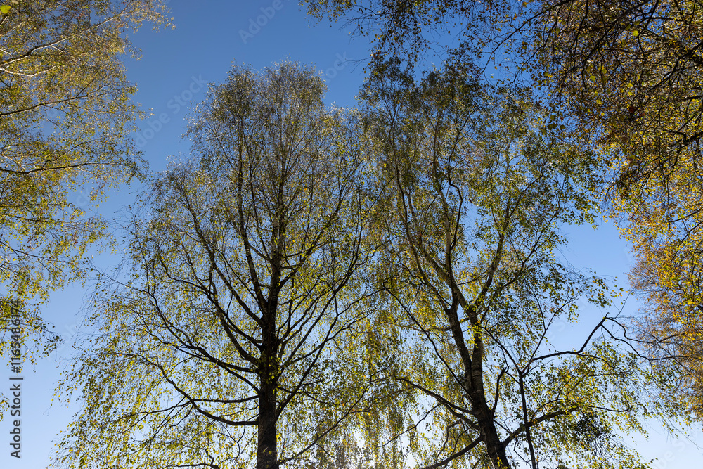 Fototapeta premium yellowing birch foliage against a blue sky in sunny autumn weather