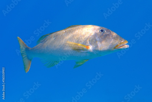 Yellowlip emperor (Lethrinus xanthochilus) undersea, Red Sea, Egypt, Sharm El Sheikh, Montazah Bay