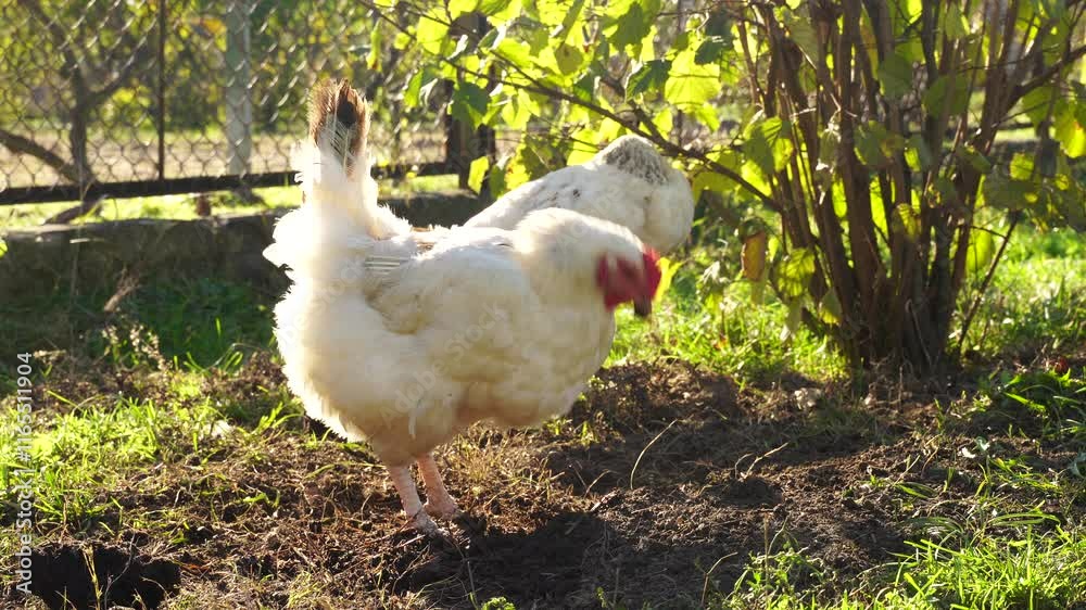 White hens on the eco farm of free range chickens White hens on the eco farm of free range chickens