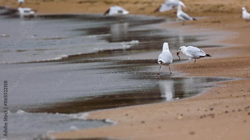 slow motion shot of seagulls on a lake michigan beach flying away slow motion shot of seagulls on a lake michigan beach flying away