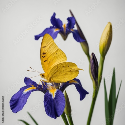 A bright yellow butterfly sitting on a royal blue iris flower against a white background.
