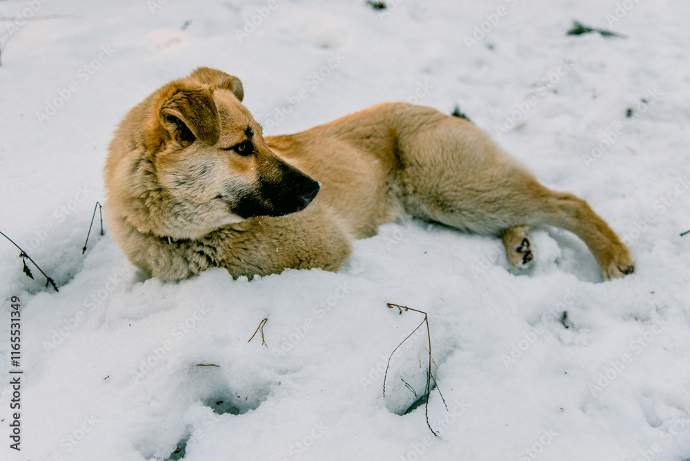 Cute fluffy dogs walk outside in snowy winter, funny pets play with each other Cute fluffy dogs walk outside in snowy winter, funny pets play with each other