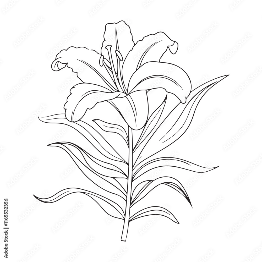 Fototapeta premium Elegant Lily in Black and White.