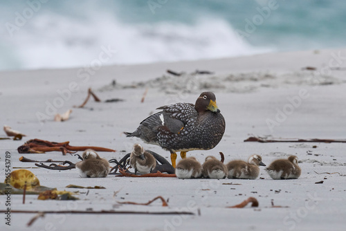 Female Falkland Steamer Duck (Tachyeres brachypterus) with recently hatched chicks on a sandy beach on Sea Lion Island in the Falkland Islands. photo