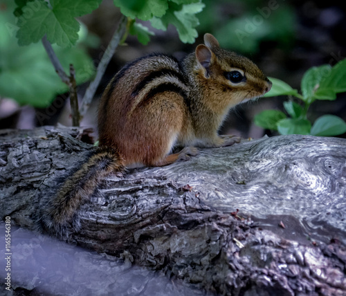 Chipmunk