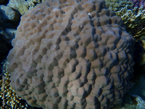 Hump coral (Porites sp.) undersea, Red Sea, Egypt, Sharm El Sheikh, Montazah Bay photo