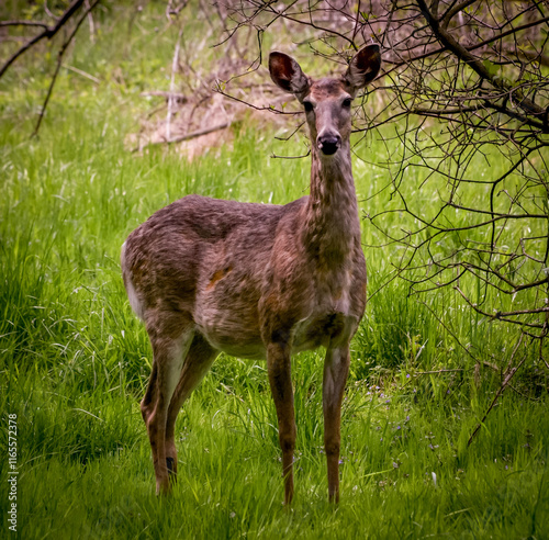 deer