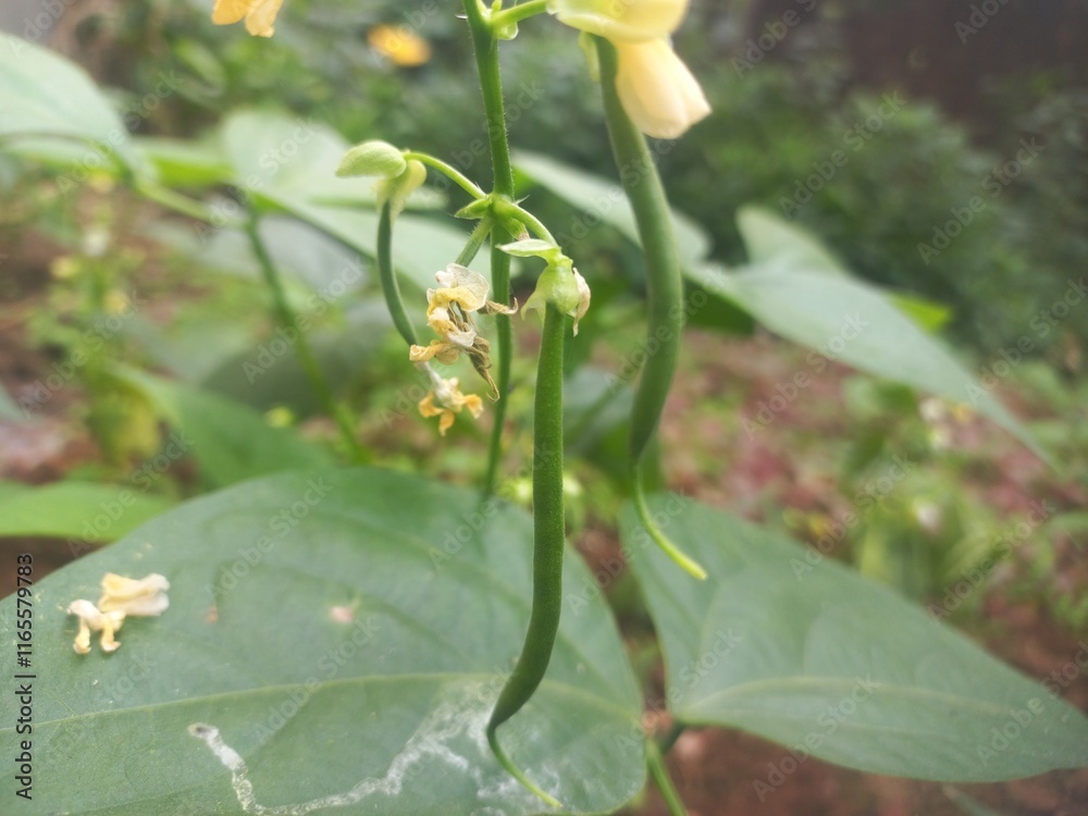 Obraz premium Beans A small plant with fresh pods on it, green in color.Beans growing on a green plant.Bean plant with flowers.Plant with soft bean pods and white bean flowers,Beans A small plant with fresh pods on