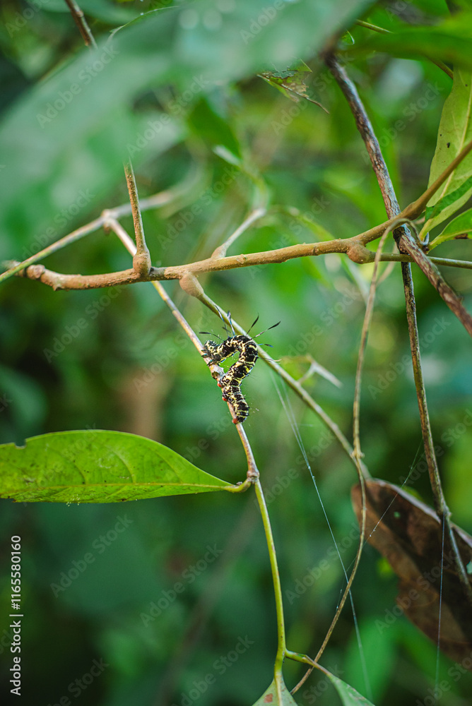 A caterpillar is crawling on a branch. A caterpillar is crawling on a branch.