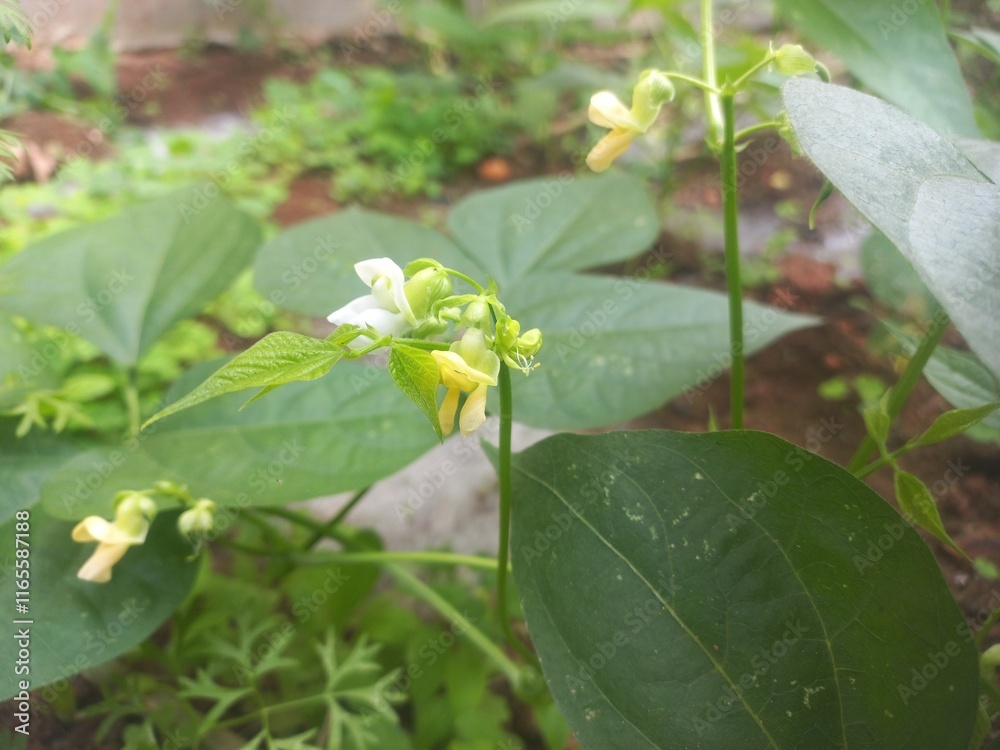 Beans A small plant with fresh pods on it, green in color.Beans growing on a green plant.Bean plant with flowers.Plant with soft bean pods and white bean flowers,Beans A small plant with fresh pods on Beans A small plant with fresh pods on it, green in color.Beans growing on a green plant.Bean plant with flowers.Plant with soft bean pods and white bean flowers,Beans A small plant with fresh pods on