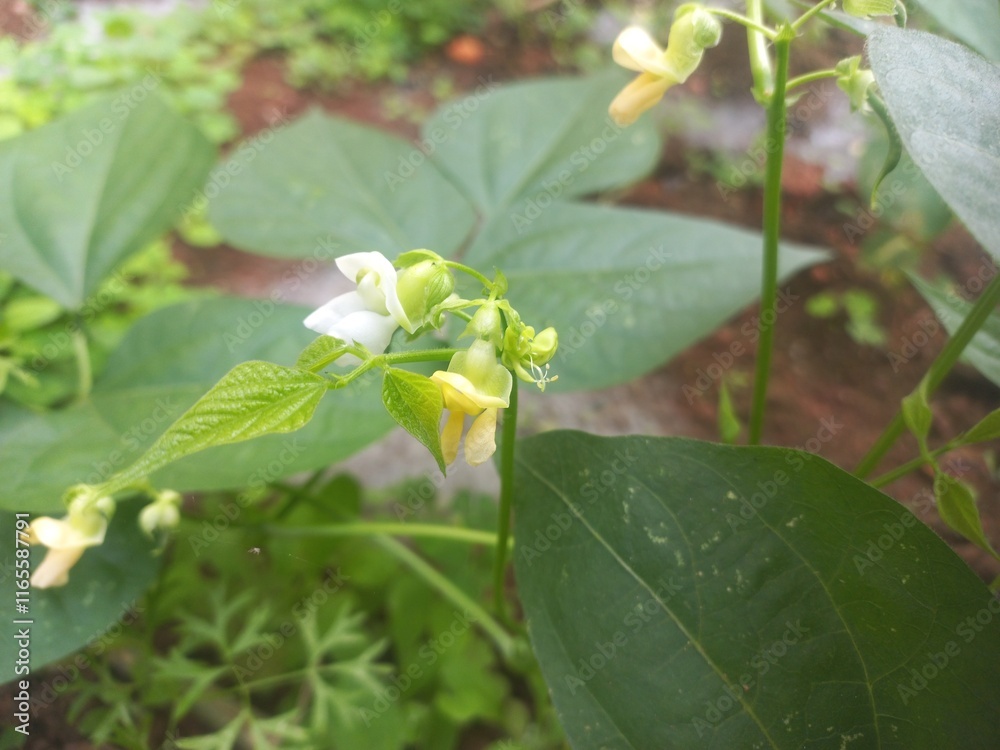 Beans A small plant with fresh pods on it, green in color.Beans growing on a green plant.Bean plant with flowers.Plant with soft bean pods and white bean flowers,Beans A small plant with fresh pods on Beans A small plant with fresh pods on it, green in color.Beans growing on a green plant.Bean plant with flowers.Plant with soft bean pods and white bean flowers,Beans A small plant with fresh pods on