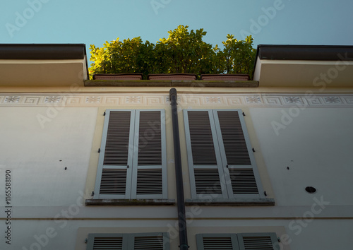 Green plants on the terrace