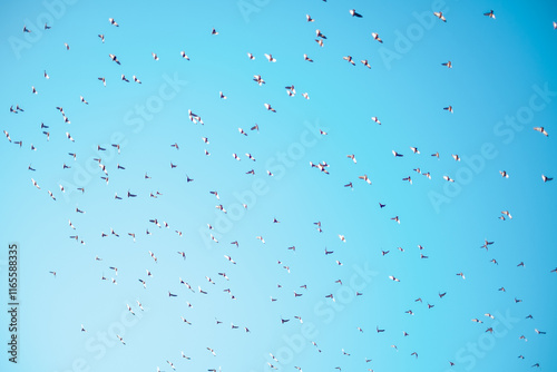 Flock of pigeons flying in the sky