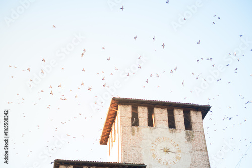 Flock of pigeons flying in the sky