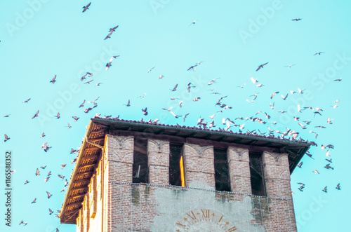 Flock of pigeons flying in the sky