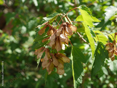 Seed pods of Amur Maple tree in early autumn, Colorado  photo