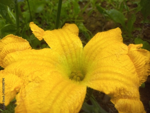 Pumpkin Flower blossoms and begins to bear fruit.Loofah, pumpkin, and zucchini are all gourds.They have very similar flowers.
Pumpkin Small Bud in Fruit With Yellow Flower,A beautiful pumpkin Yellow  photo