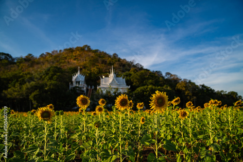  Brightly colored sunflowers stand tall in front of a lush sunflower field. The colorful sky at sunset adds to the peaceful and harmonious atmosphere. A vast sunflower field as far as the eye can see photo