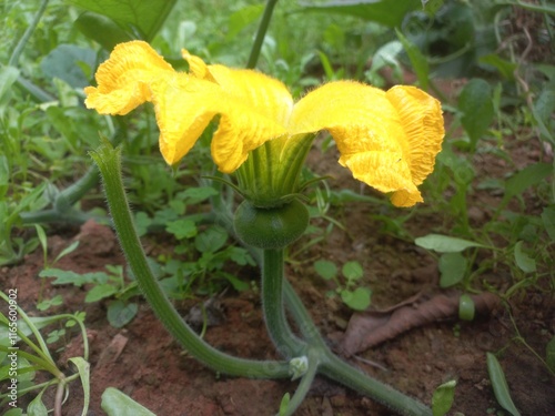 Pumpkin Flower blossoms and begins to bear fruit.Loofah, pumpkin, and zucchini are all gourds.They have very similar flowers.
Pumpkin Small Bud in Fruit With Yellow Flower,A beautiful pumpkin Yellow  photo