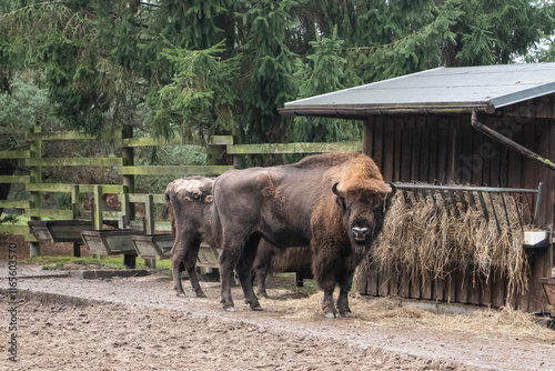 Wisente an einer Futtertraufe  im Wisentpark  bei Dargen auf der Insel Usedom photo