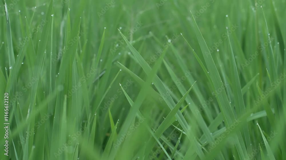 Close-up young green rice plants contain morning dew bubbles. fertile rice plants in rice fields. Close-up young green rice plants contain morning dew bubbles. fertile rice plants in rice fields.