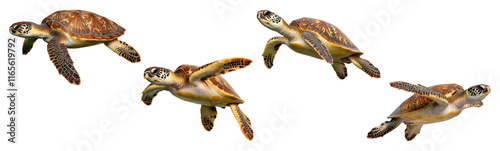 PNG set of sea turtles in motion isolated on transparent background