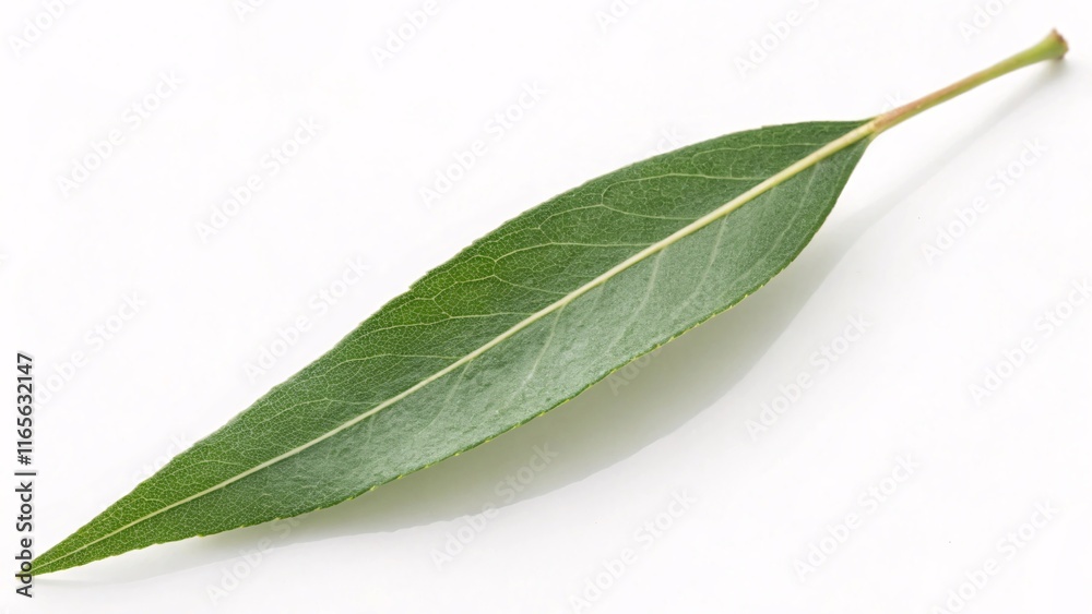 Obraz premium Willow leaf, slender and soft green on white background