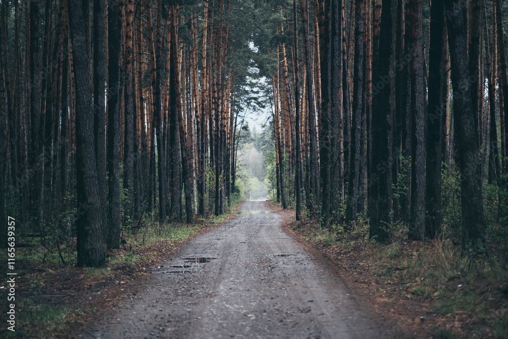 Naklejka premium Dark moody forest
