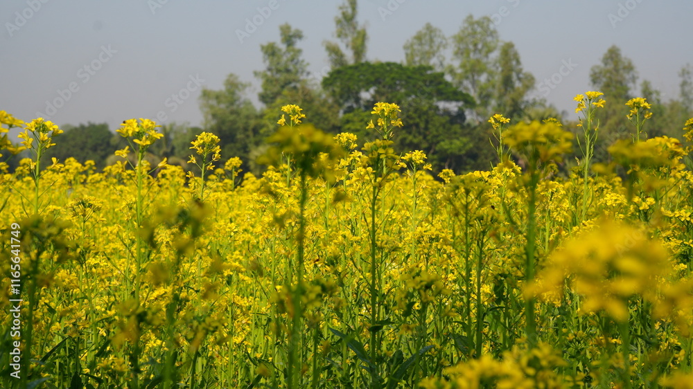 Obraz premium field