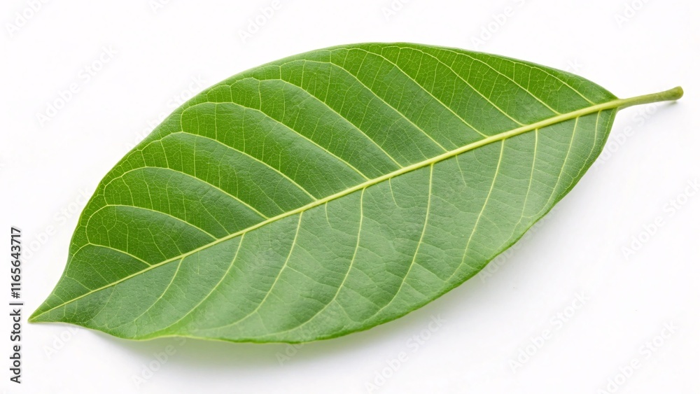 Obraz premium Sandalwood leaf, oval and vibrant green on white background