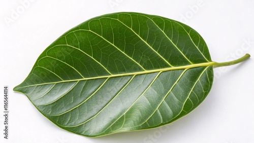 Banyan tree leaf, oval and shiny green on white background