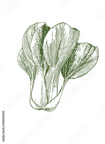 Line art vintage realistic lettuce. Klipart vegan illustration. photo