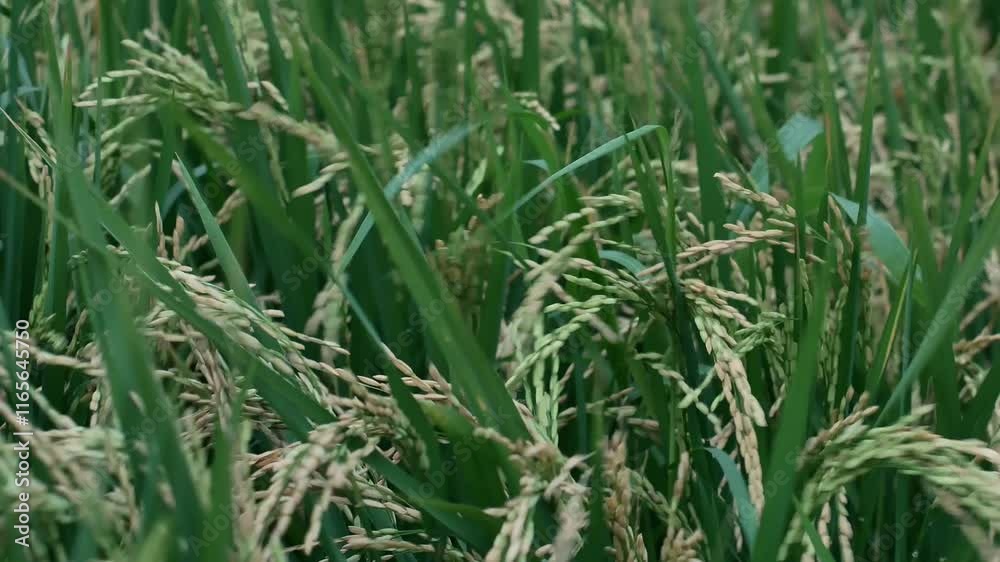 close up of yellowing rice plants that are about to be harvested. Rice plants starting to fill in agricultural fields, concept of food availability. close up of yellowing rice plants that are about to be harvested. Rice plants starting to fill in agricultural fields, concept of food availability.