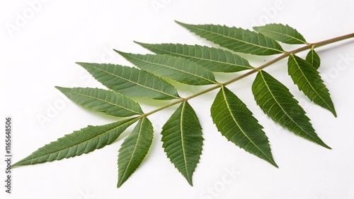 Soapberry leaf, pinnate and narrow green on white background