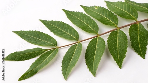 Soapberry leaf, pinnate and narrow green on white background