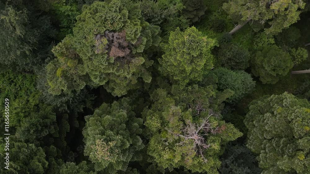 Natural forest aerial top view Natural forest aerial top view