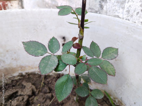 Rooted rose stalk. Gardening at home. Breeding roses cuttings.