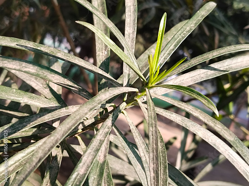 red kaner leaf with dust Nerium indicum indian Kaner plant in garden photo