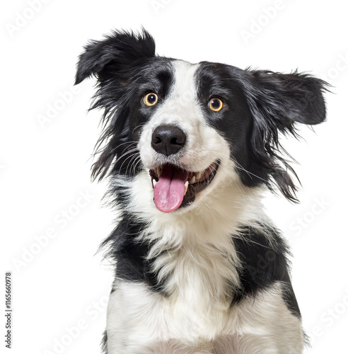 Happy Border Collie sitting looking away, panting, isolated on white