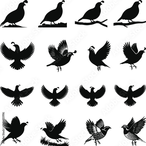 Quail silhouette, Quail Vector illustration, Quail isolated on white background. 
