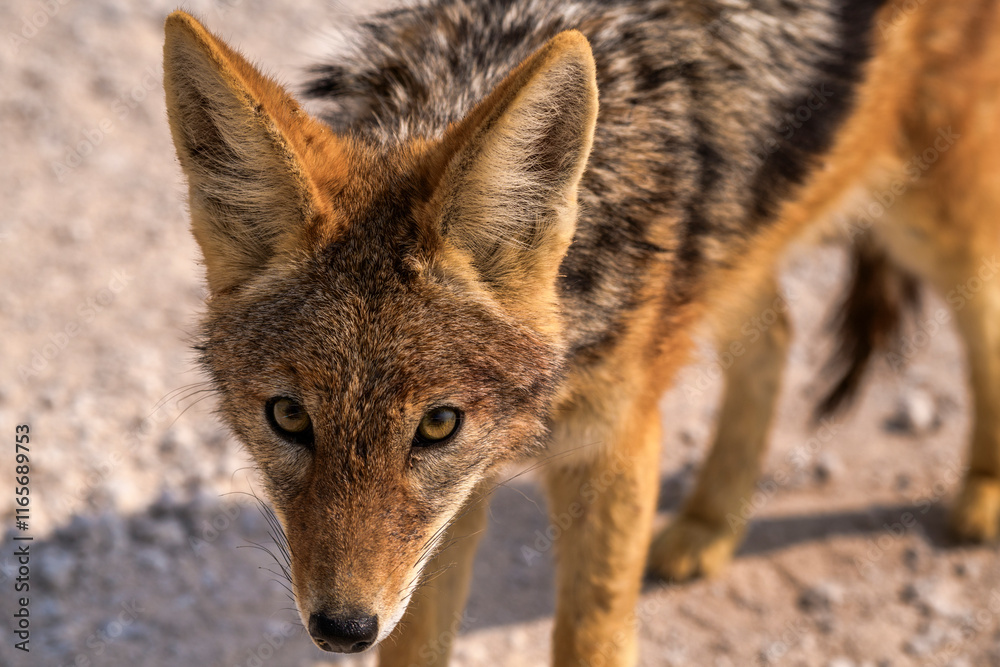 Portrait of a Jackal, Etosha National Park, Namibia Portrait of a Jackal, Etosha National Park, Namibia