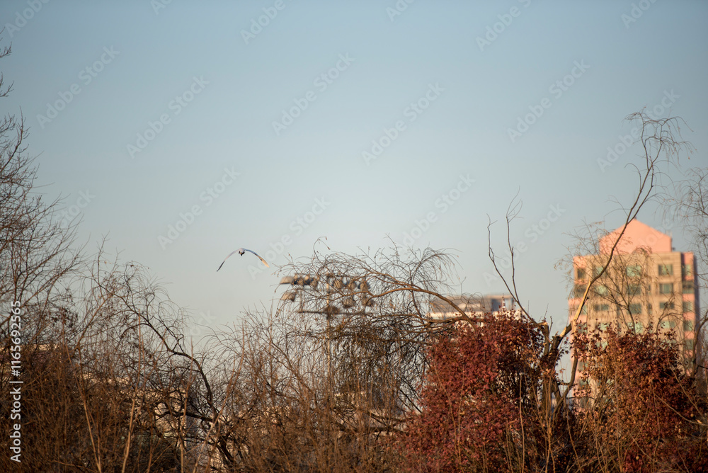 Obraz premium 메마른 겨울 덤불 위로 날아가는 백로